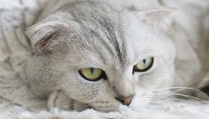 开云体育平台-被苏亚雷斯吐口水的西雅图海湾人工作人员:我本以为他会咬我